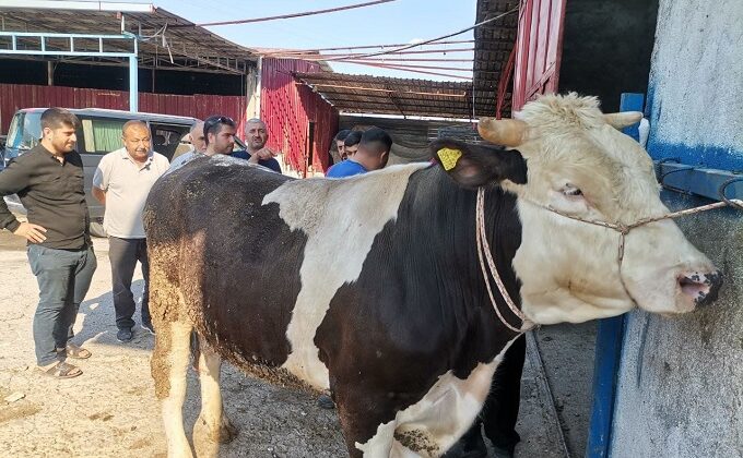 Kahramanmaraş’ta kurban satışlarında pazarlıklar sıkılaştı