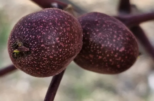 KSÜ’de Ceviz Islahı Çalışmaları Kapsamında Yeni Bir Bitkisel Gen Kaynağı Geliştirildi 