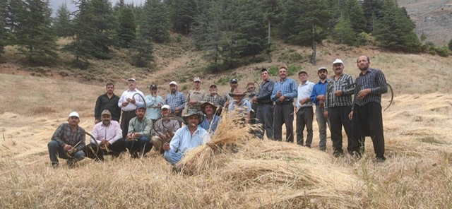 Kahramanmaraş’ta Binlerce Yıllık Gelenek: Orakla Buğday Hasadı