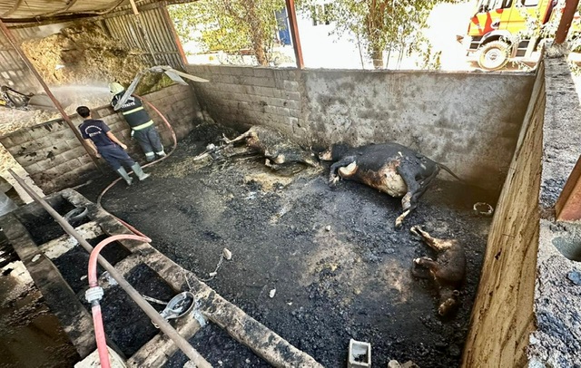 Kahramanmaraş’ta ahır yangınında hayvanlar telef oldu