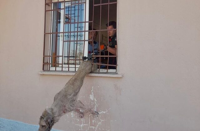 Demir korkuluklara sıkışan köpek itfaiye ekiplerince kurtarıldı