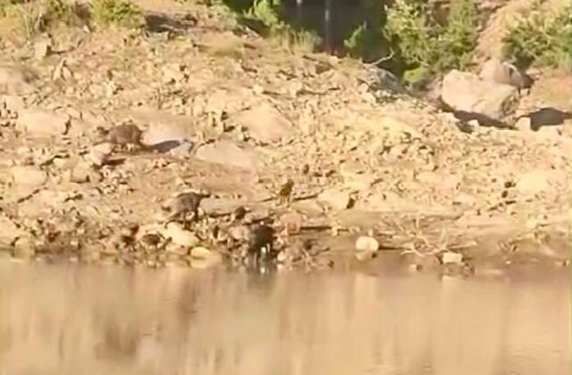 Andırın’da Baraj Kenarında Yaban Domuzu Sürüsü Görüntülendi