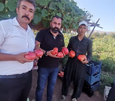 KAHRAMANMARAŞ’TA SARP ARAZİLERDE DOMATES HASADI BAŞLADI