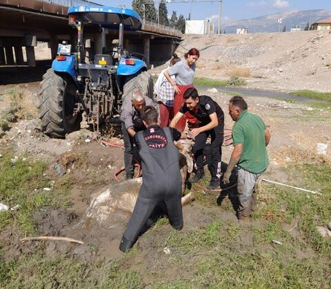 Kahramanmaraş’ta çamura saplanan büyükbaş hayvan son anda kurtarıldı