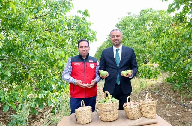 Başkan Toptaş, AB tescilli cevizlerin hasat şenliğine katıldı