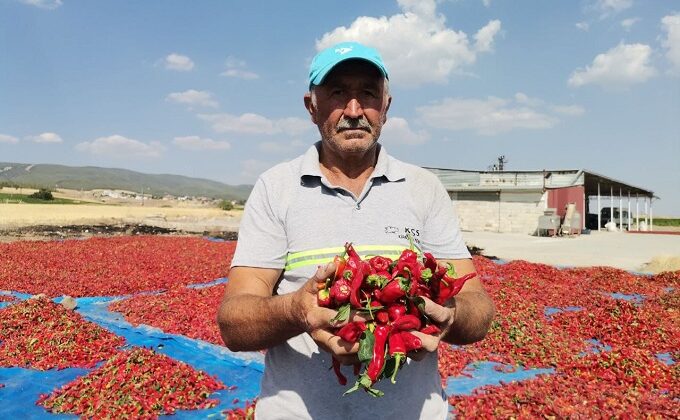 Kahramanmaraş’ta 50 Bin Ton Maraş Biberi Üretildi