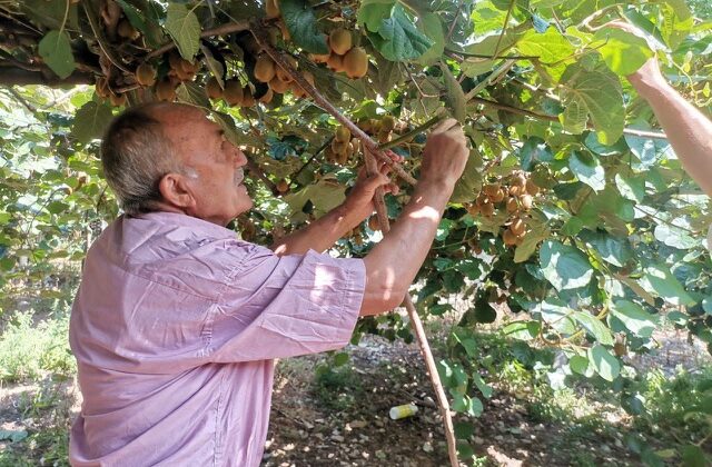 Kahramanmaraş’ta fındık köylülerin gelir kapısı oldu