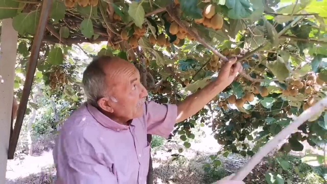 Kahramanmaraş’ta Devlet Destekli Kivi Üretimi Başladı