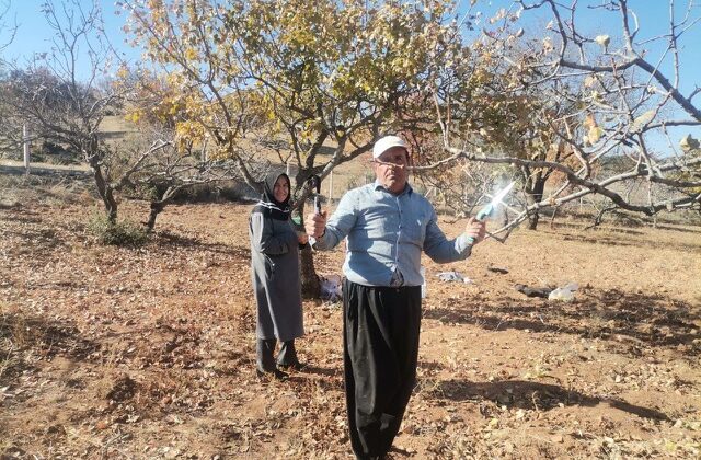 Kahramanmaraş’ta Fıstık Ağaçlarında Budama Sezonu Başladı