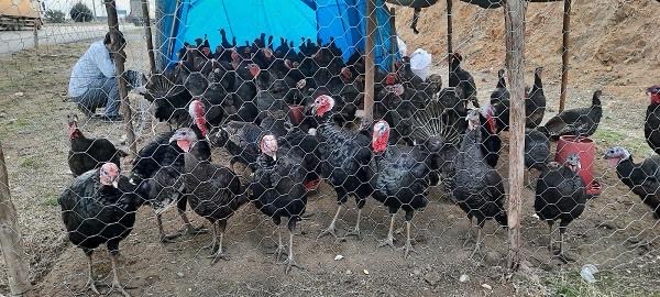 Kahramanmaraş’ta Yılbaşı Hindileri Satışa Çıktı