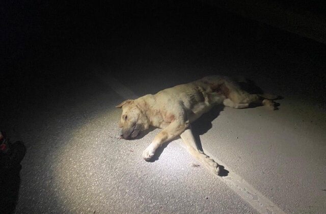Elbistan‘da otomobilin çarptığı köpek telef oldu