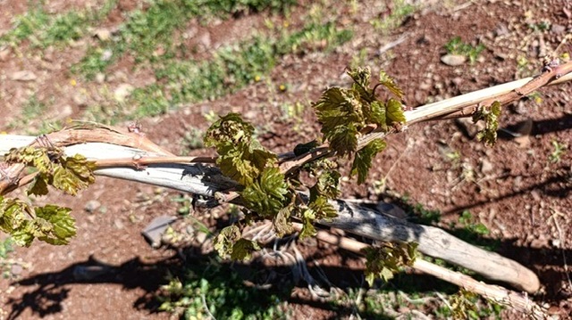 Pazarcık’ta Don Faciası: Üzüm Üreticileri Zor Durumda