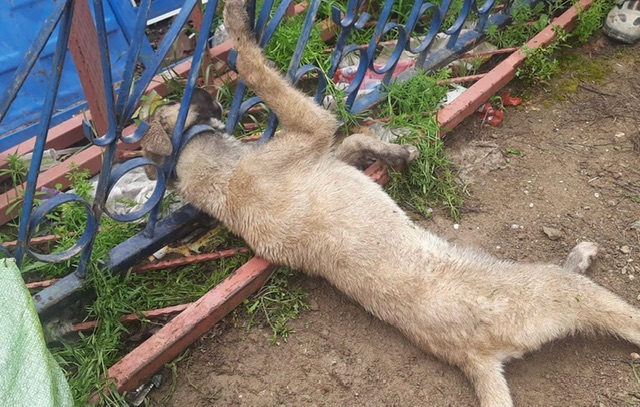Demir korkuluklara sıkışan köpek itfaiye ekiplerince kurtarıldı
