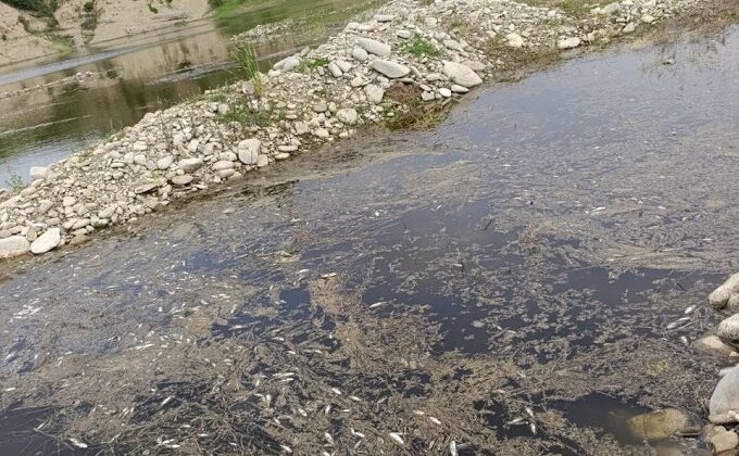 Kahramanmaraş’ta Toplu Balık Ölümleri Endişe Yarattı