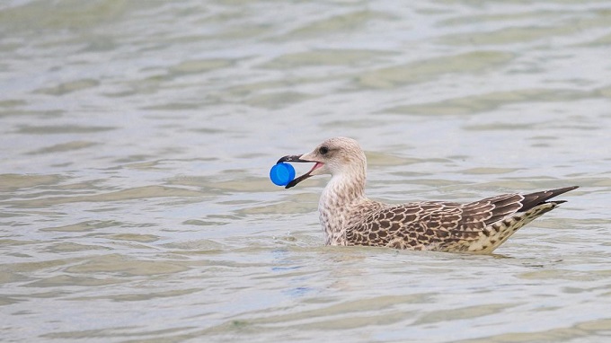 Doğayla Uyumlu Yaşamalıyız: Plastik Kirliliğine Son Ver, Yaşamı Koru!
