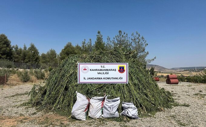 Kahramanmaraş’ta mısır tarlasında kenevir operasyonu