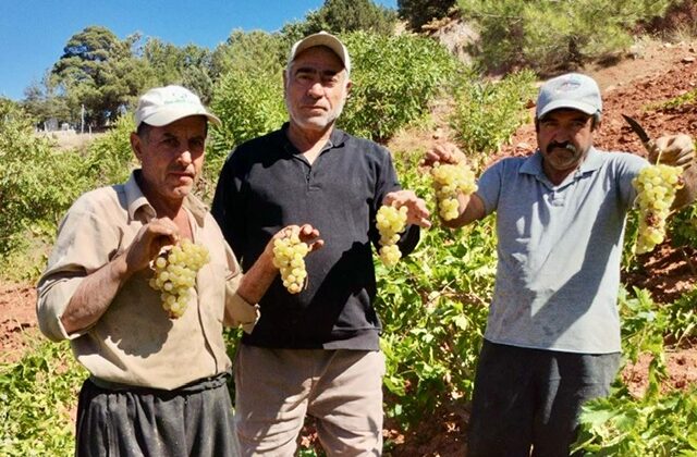 Kahramanmaraş’ta coğrafi işaretli kabarcık üzümünde hasat zammı
