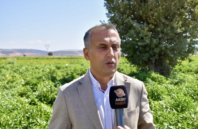 Kahramanmaraş’ta Biber Hasadı Başladı: Çiftçi Fiyat Bekliyor