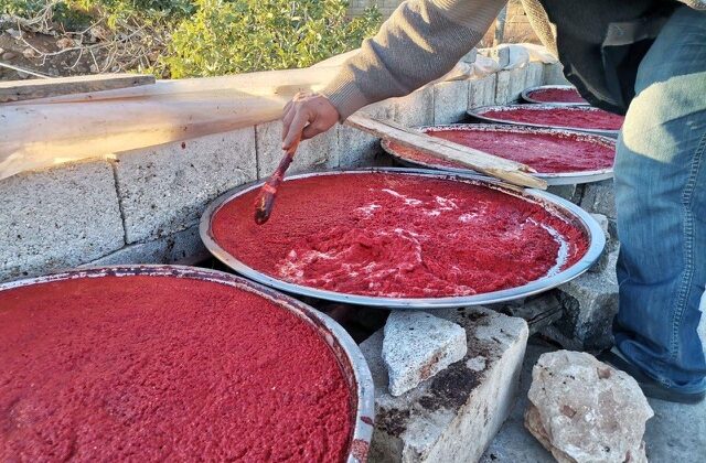 Kahramanmaraş’ta salça mesaisi