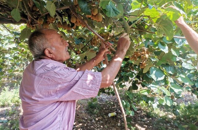 Kahramanmaraş’ta fındık yeni gelir kapısı oldu