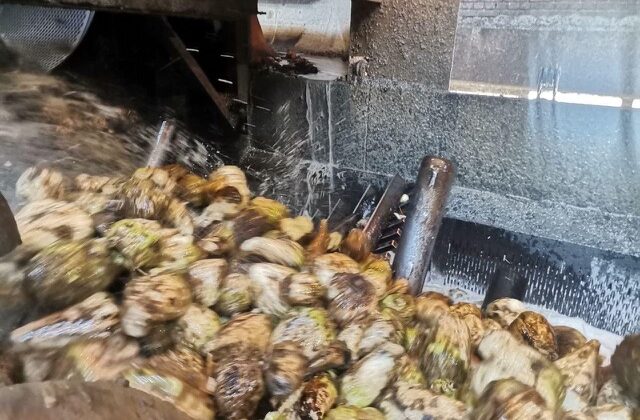 Kahramanmaraş’ta Pancar Hasadı Başladı: Rekor Üretim Bekleniyor