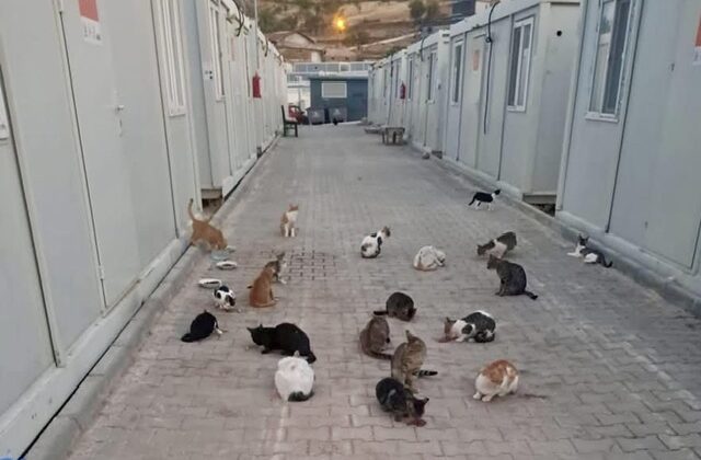 Pazarcık Belediyesi’nden Sokak Hayvanlarına Mama Desteği