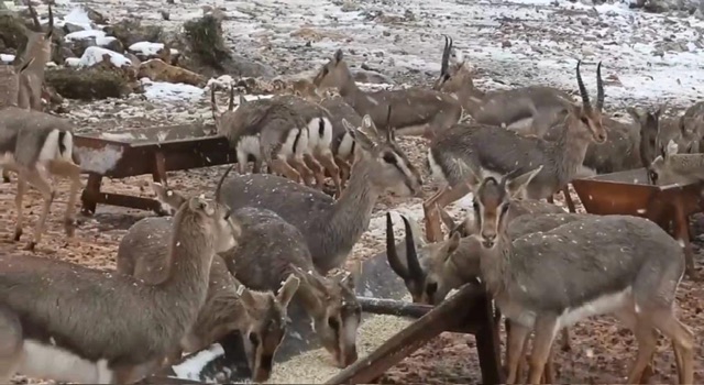 Hatay Dağ Ceylanları Dört Yıl Sonra Karla Buluştu