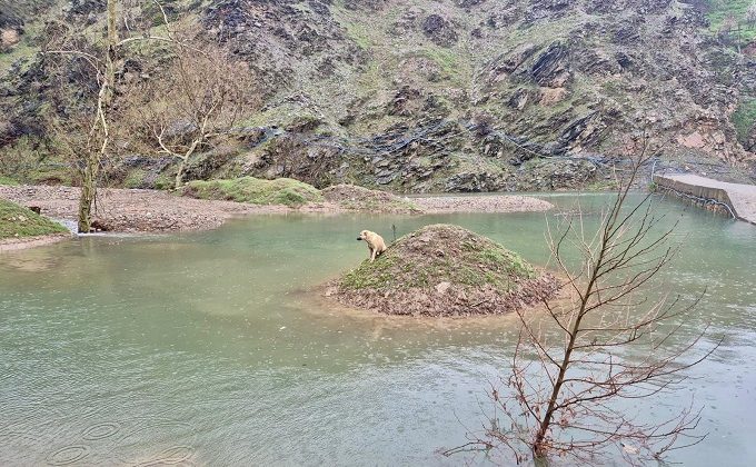 Kahramanmaraş’ta Mahsur Kalan Köpek Kurtarıldı