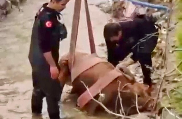 Kahramanmaraş’ta su kanalına düşen inek itfaiye ekiplerince kurtarıldı