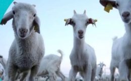 Kurbanlık Fiyatları Açıklandı: Kahramanmaraş’ta 2026 Bayram Tarifesi Belli Oldu