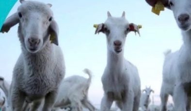 Kurbanlık Fiyatları Açıklandı: Kahramanmaraş’ta 2026 Bayram Tarifesi Belli Oldu