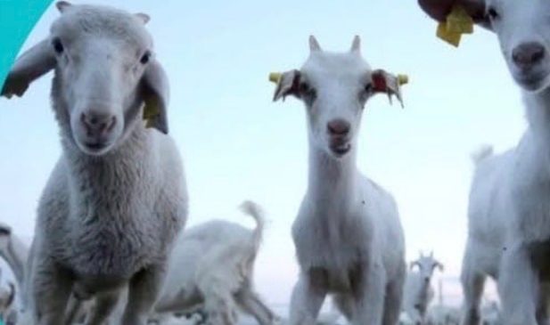 Kurbanlık Fiyatları Açıklandı: Kahramanmaraş’ta 2026 Bayram Tarifesi Belli Oldu