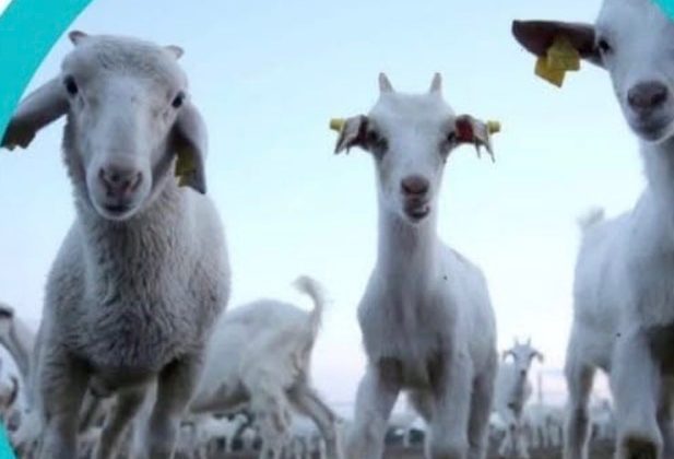 Kurbanlık Fiyatları Açıklandı: Kahramanmaraş’ta 2026 Bayram Tarifesi Belli Oldu