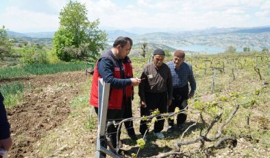 Büyükşehir’den Bertiz’de Kabarcık Üzümüne Doğal Koruma Hamlesi