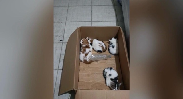 Kahramanmaraş’ta yavru kediler için itfaiye ekipleri seferber oldu