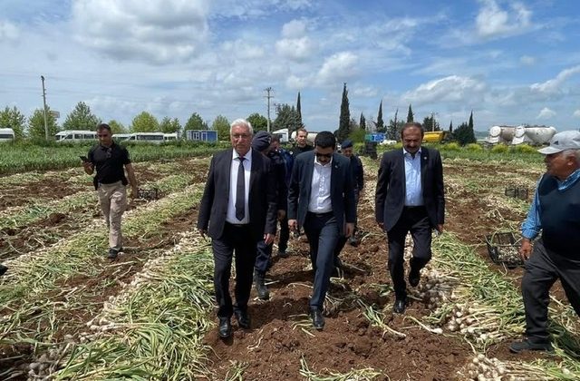 Pazarcık’ta Sarımsak Hasadı Başladı: Başkan İkizer Üreticilerle Tarlaya İndi