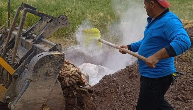 Dulkadiroğlu’nda Kurban Atık Çukurları Güvenli Şekilde Kapatıldı