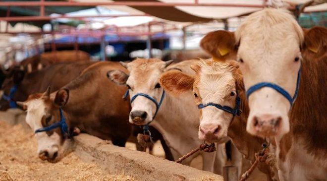 Elbistan’da Kurban Kesim Yerleri Belli Oldu: Belirlenen Alanlar Dışında Kesim Yasak!