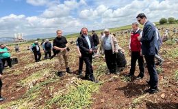 Kahramanmaraş’ta beyaz altın hasadı yapıldı