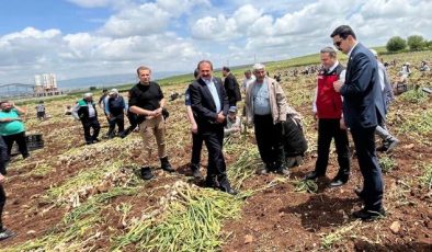 Kahramanmaraş’ta beyaz altın hasadı yapıldı