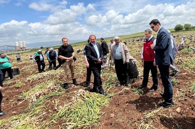 Kahramanmaraş’ta beyaz altın hasadı yapıldı