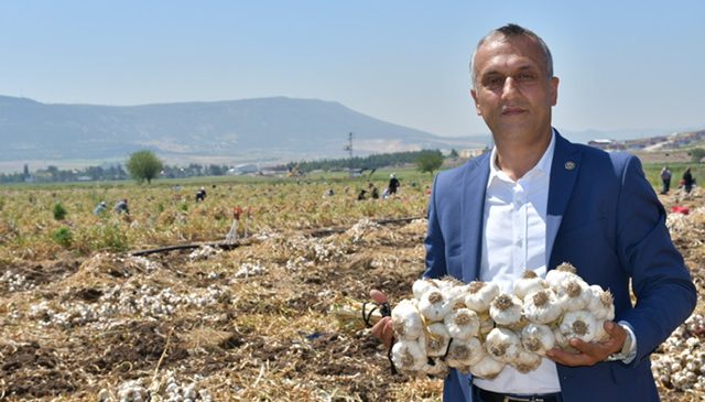 Mehmet Çetinkaya: “Sarımsakta Verim Yüksek, Üreticimizin Yüzü Gülüyor”