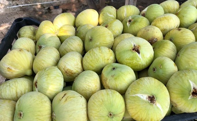 Kahramanmaraş’ın meşhur ‘Abbas İnciri’ hasadı başladı