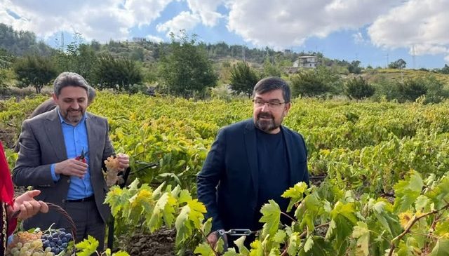 Bertiz Budaklı’da Geleneksel Bağ Bozumu Coşkusu