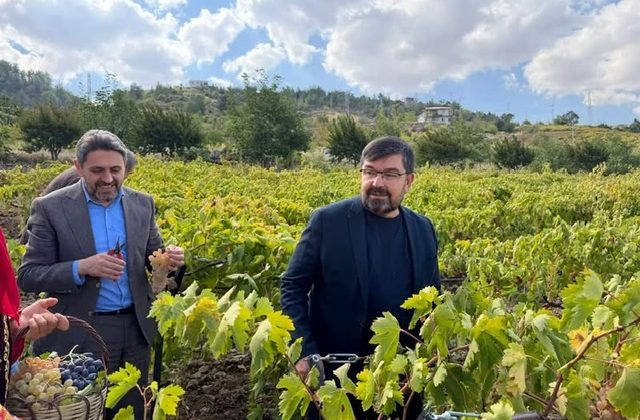 Bertiz Budaklı’da Geleneksel Bağ Bozumu Coşkusu